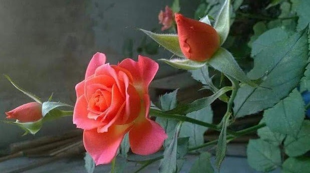 Une rose pour soutenir l’action de Carême